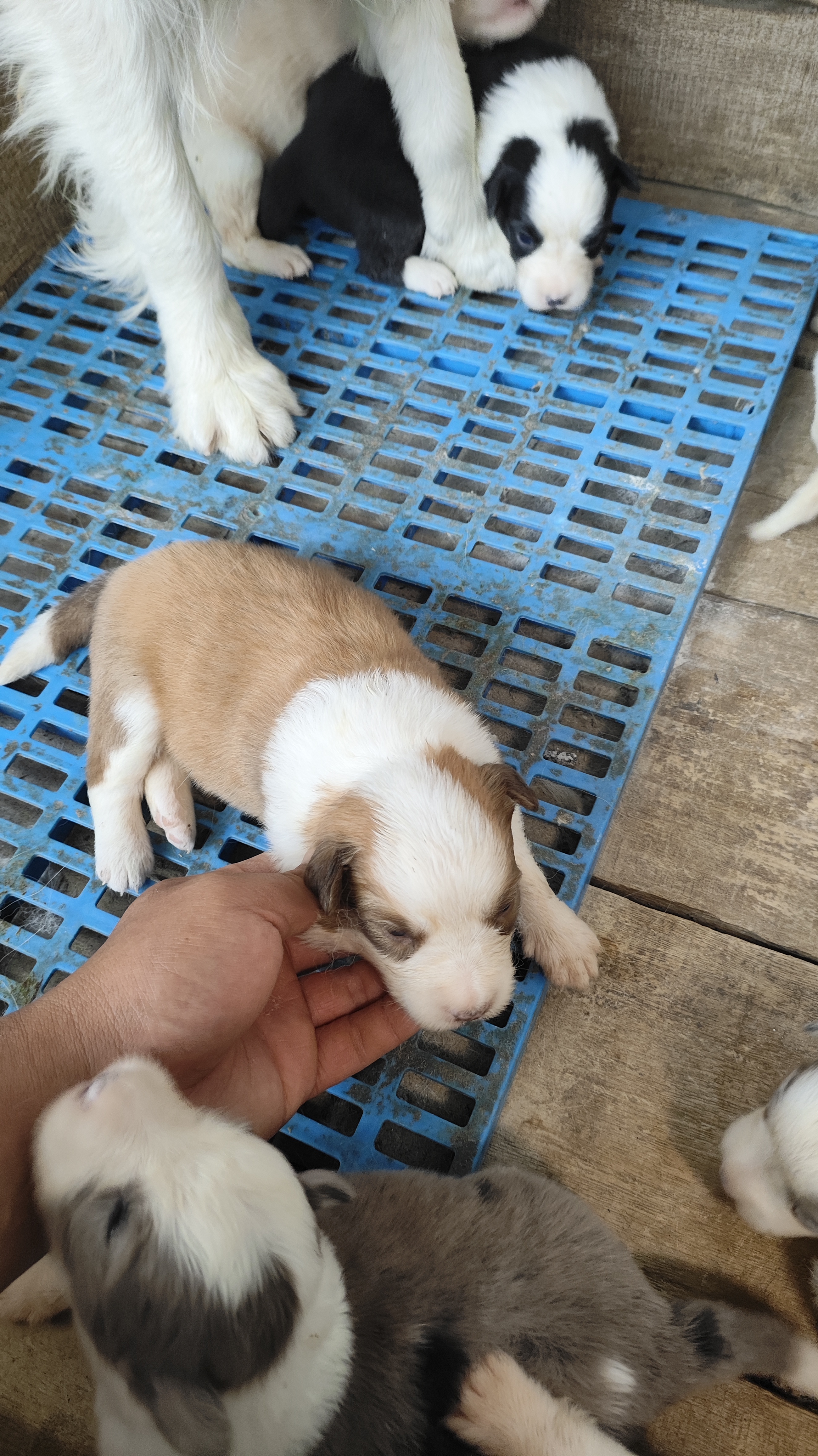 边境牧羊犬